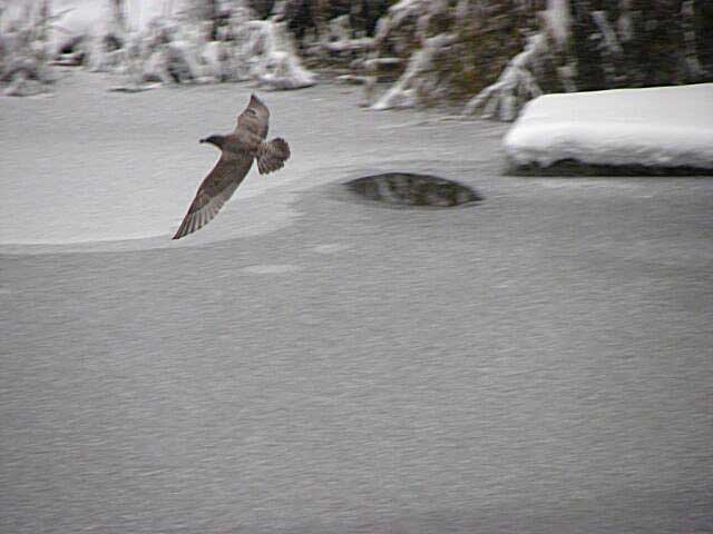 confused lost seagull over the icy pond