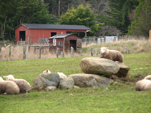 Sheep waking from a hard nap