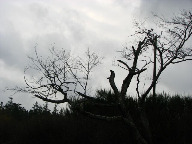 Bruce's and my shade tree now dying