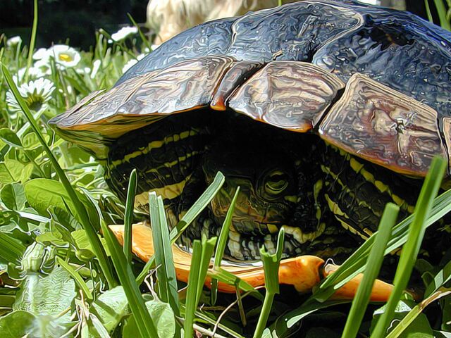 Turtle and Bud
