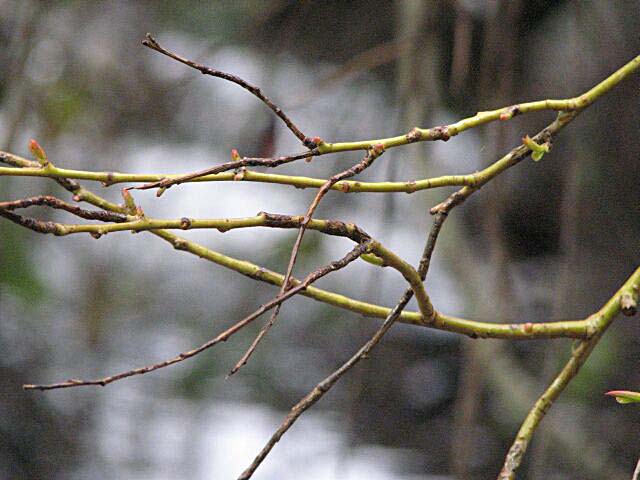 Weeping willow branch