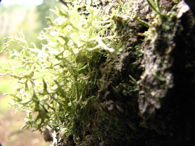 same lichen