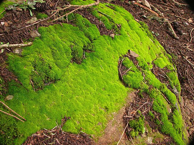 Moss as green as Ireland