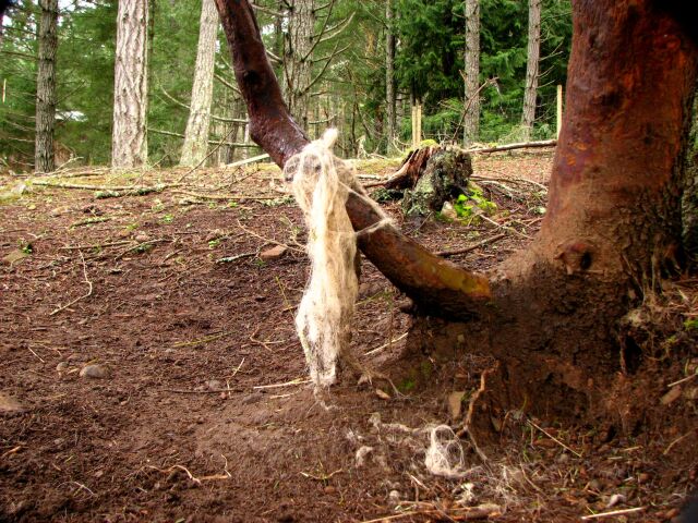 Sheep try to decorat their field.