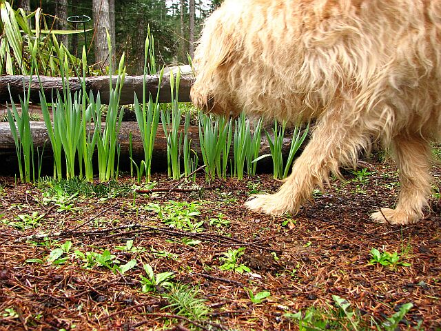 Buddy checks the daffs for Cat.