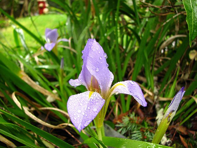 Iris in the rain