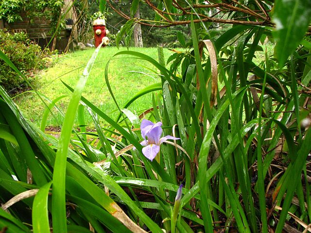 Rock iris