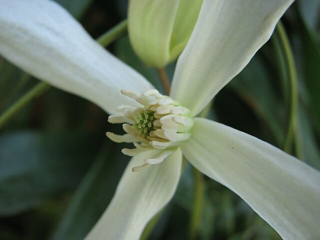 Evergreen clematis