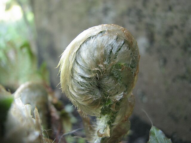 Fern fiddlehead.