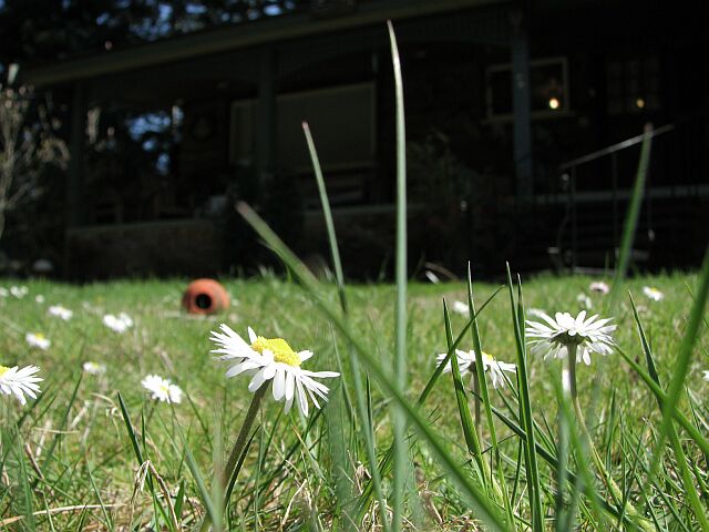 Daisies and kong.