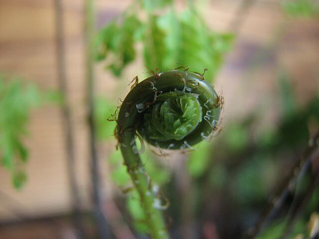 Maidenhair fiddlehead.