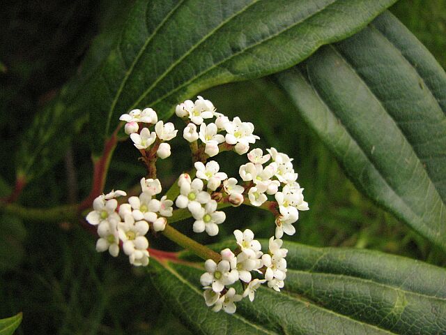 Viburnum Davidii