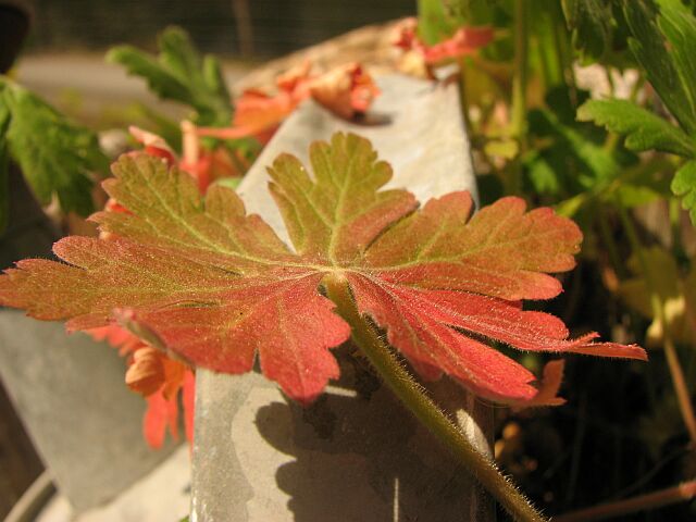 Hardy geranium in watering can.