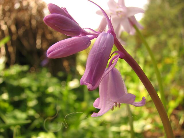 Pink bluebell.