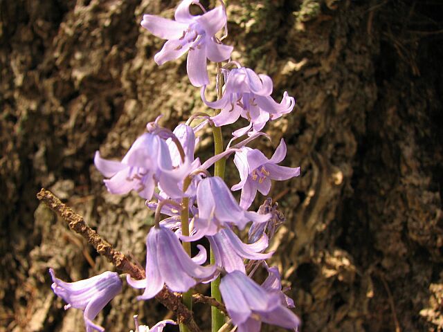 Pink bluebell and bark.