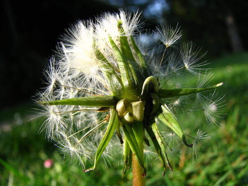 Dandylion.