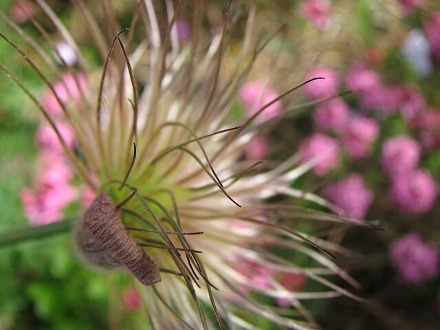 pretty seedhead.