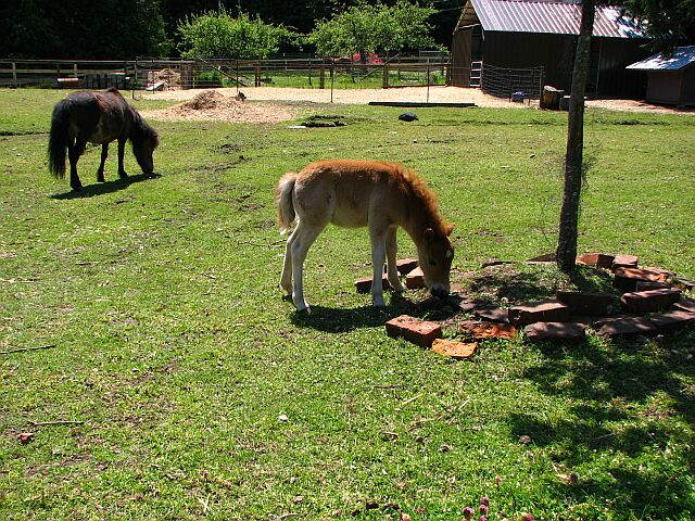 The other miniture horse and its mum.
