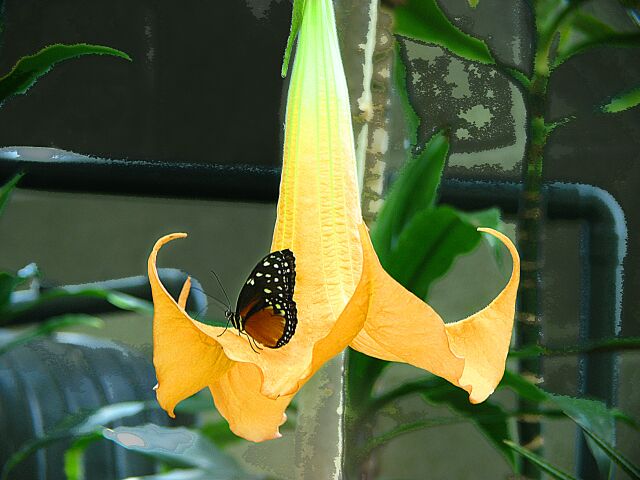Like a bell and a beauty.
