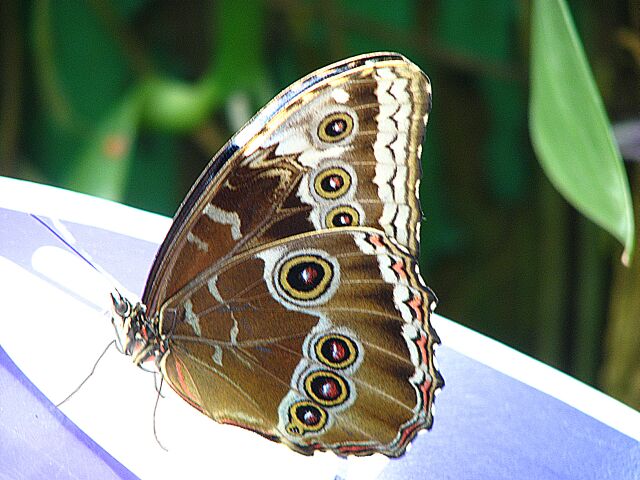 Here is the blue butterfly with wings closed.