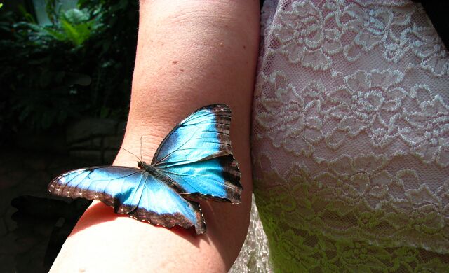 Almost as soon as I entered this beauty landed on me and I spend the rest of my tour trying to photo this type with no luck.