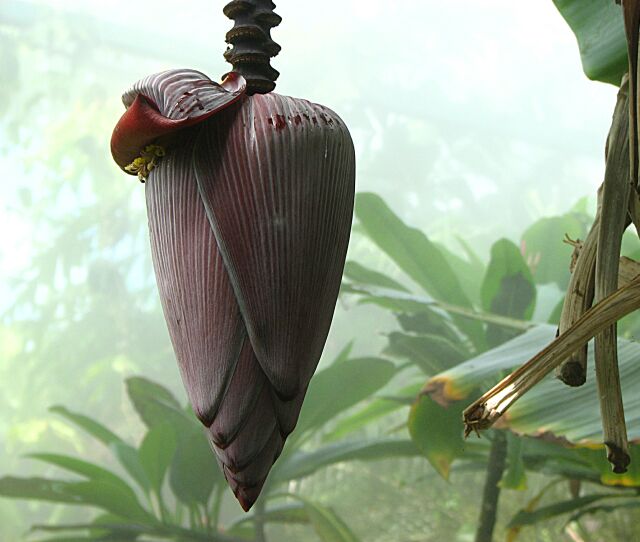 Banana plum bob.