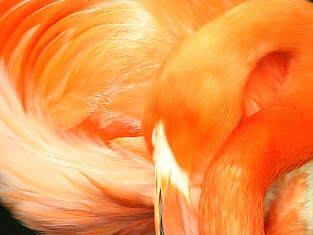 Preening Flamingo.