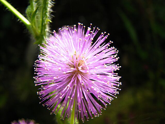 Pretty plant.