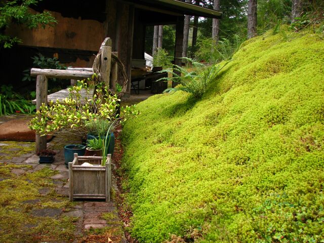 The moss hill.