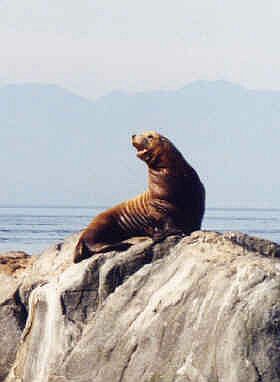 This is a sea lion and not my photograph.