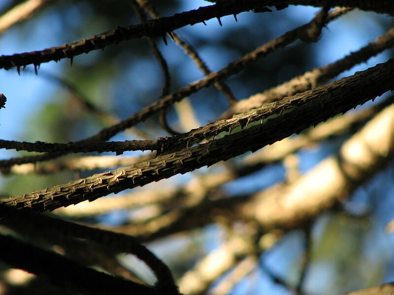 Sun, shawdow, branches and sky.
