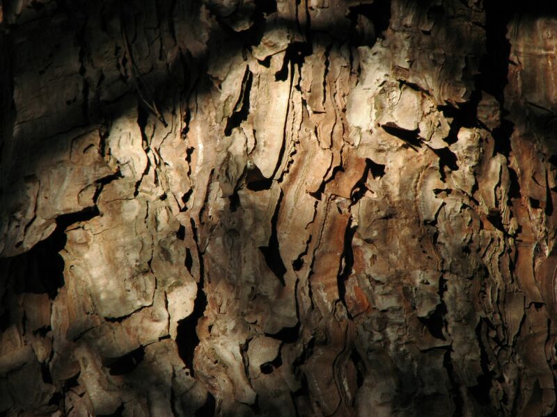 Bark.