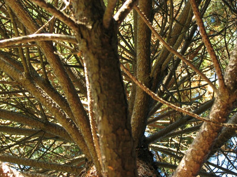 A tangle of limbs.