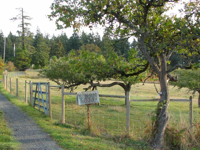 A very old apple tree.