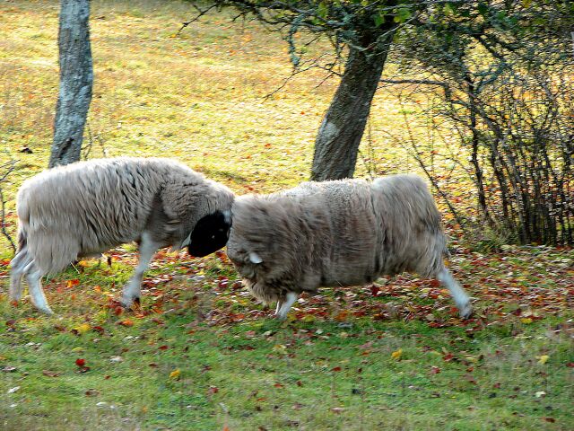 Sheep bunting.