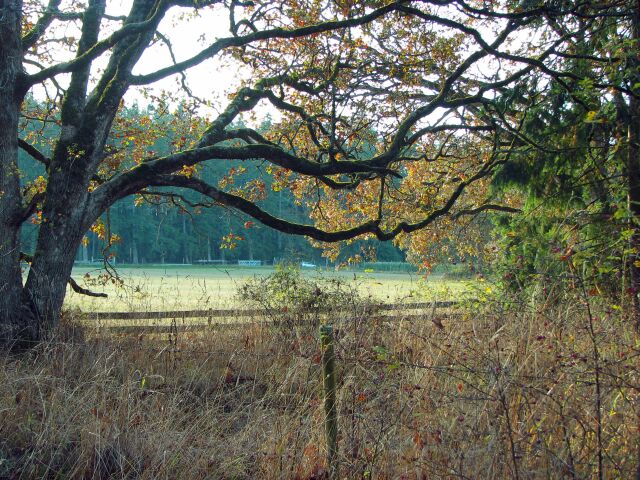 Peeking into the field