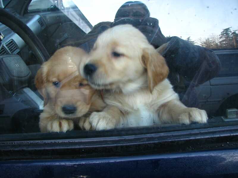 Littermates in car.