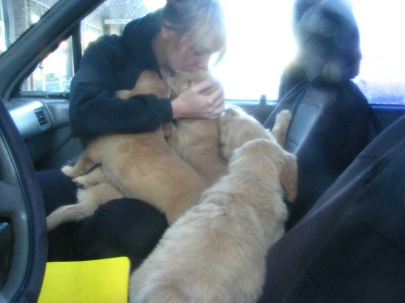 Car full of puppies