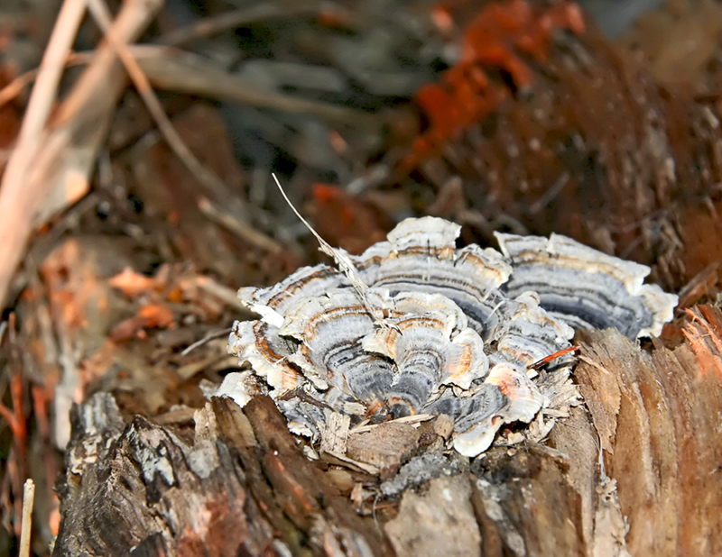 Fungus on rotten log.