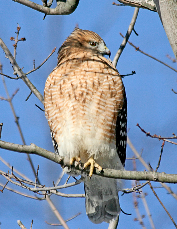 Red-Shouldered Hawk