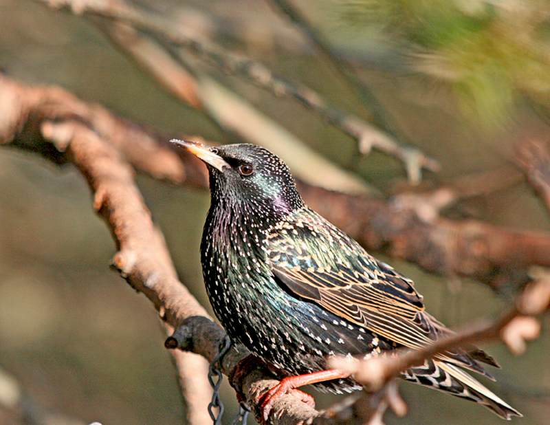 Starling