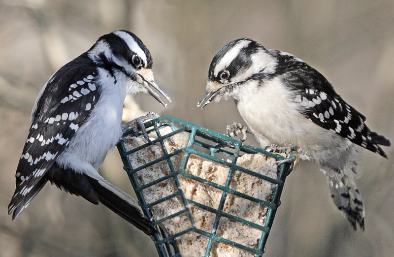 Hairy Woodpecker  - Downy Woodpecker