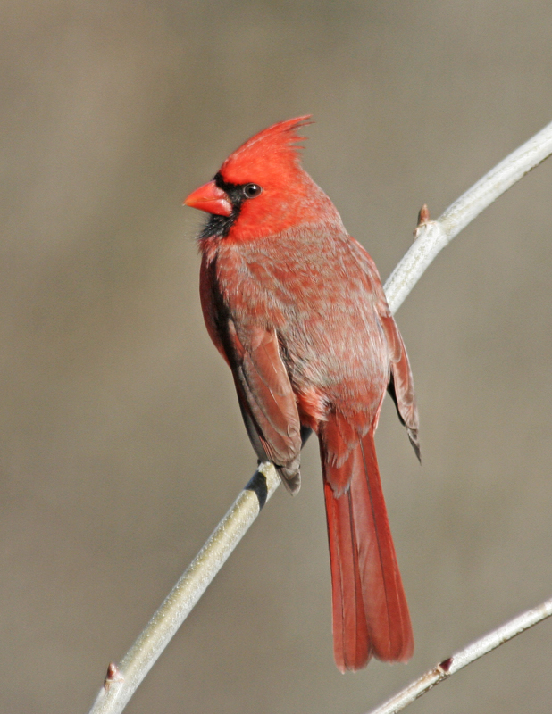 Cardinal