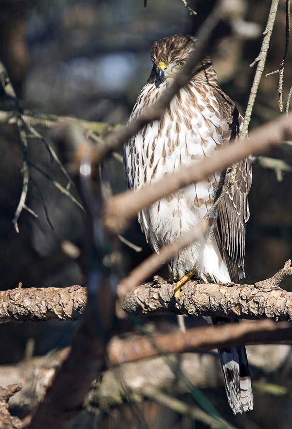 Coopers Hawk