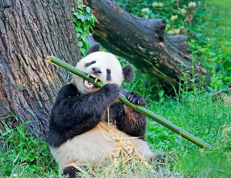 Giant Panda - National Zoo