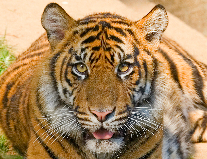 Tiger Cub - National Zoo