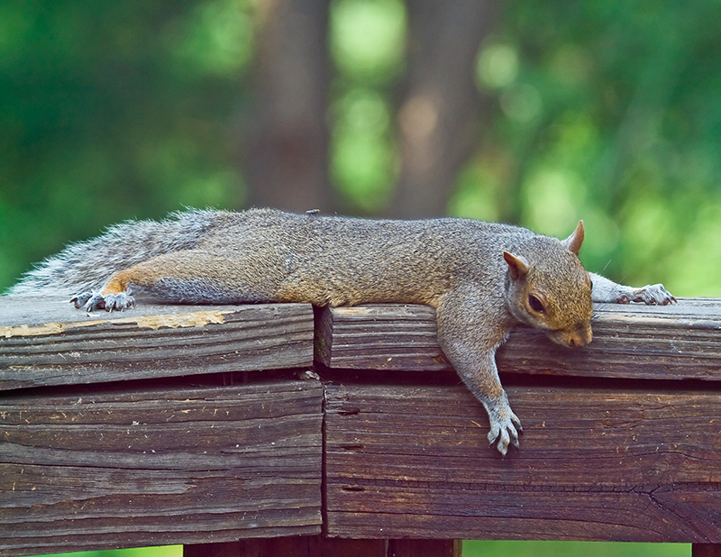 Melted Squirrel