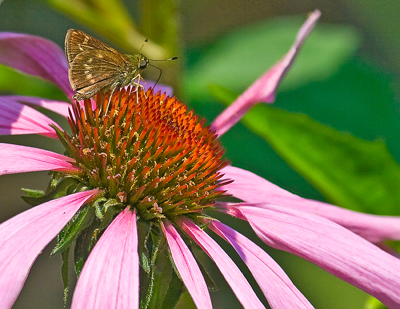 Purlpe Cone Flower with Butterfly