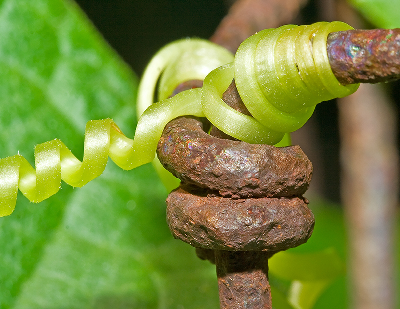 Cucumber Vine Tendril on Wire Fence
