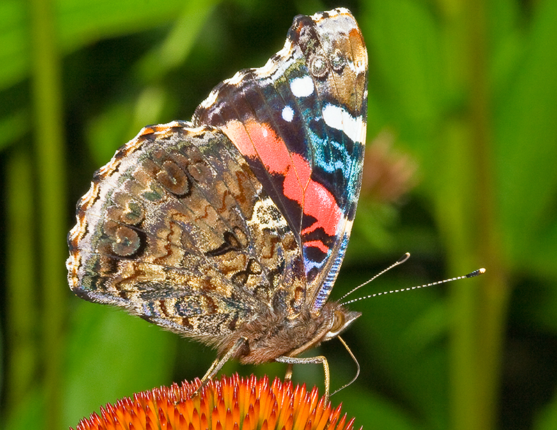 Butterfly on Purple Cone Flower